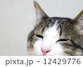 ねこ 12429776