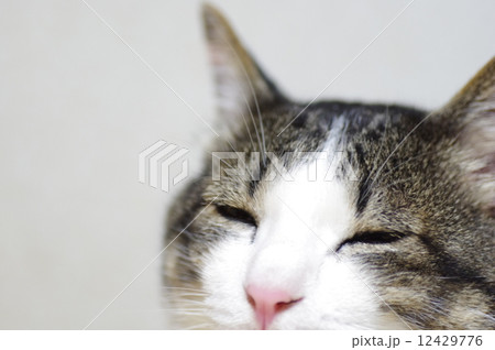 ねこ ねこ 12429776