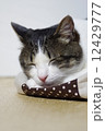 眠い猫 12429777