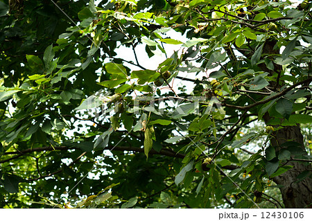 樹木・ヒッコリー クルミ科 樹木・ヒッコリー クルミ科 12430106
