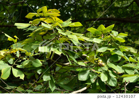 樹木・ヒッコリー　クルミ科 12430107