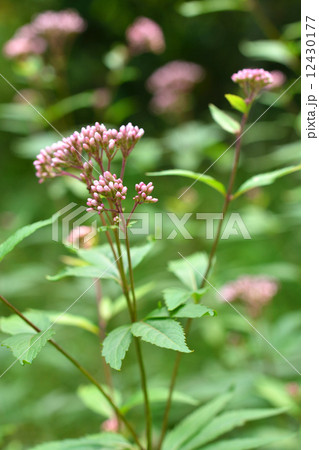 植物・フジバカマ　キク科 12430177