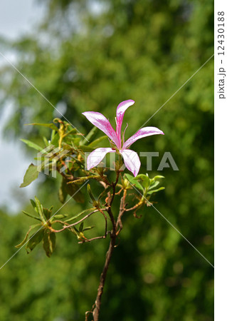 樹木・モチツツジ　ツツジ科 12430188