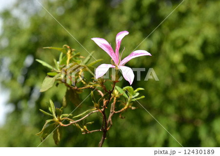 樹木・モチツツジ　ツツジ科 12430189