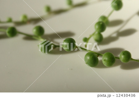 多肉植物 12430436