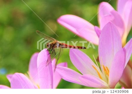 赤とんぼ 12430906