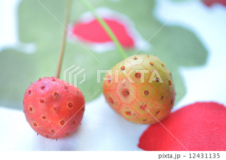 山法師の実 12431135