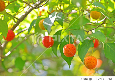 やまぼうし 12431148