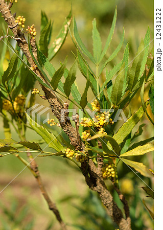 樹木・ホソバヒイラギナンテン　メギ科 12431222