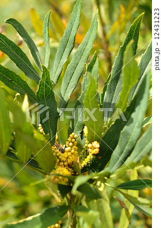 樹木・ホソバヒイラギナンテン　メギ科 12431223