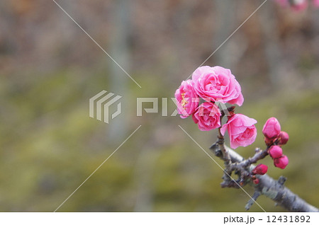 八重寒紅梅 12431892