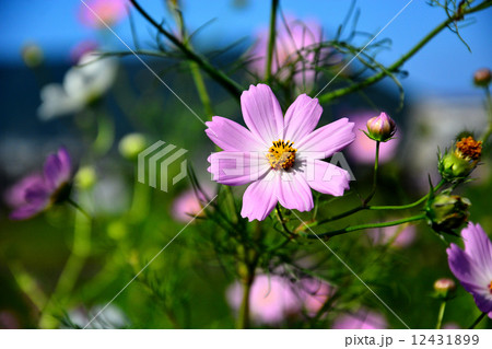 コスモス 12431899