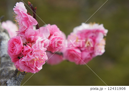 八重寒紅梅 八重寒紅梅 12431906