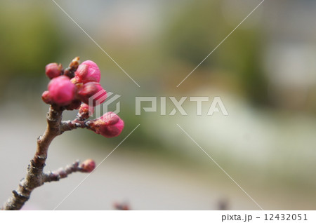八重寒紅梅 12432051