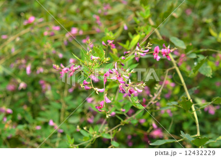 樹木・ミヤギノハギ マメ科 樹木・ミヤギノハギ マメ科 12432229