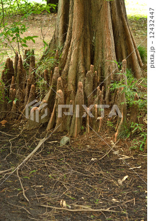 樹木・ラクウショウ　気根　スギ科 12432447