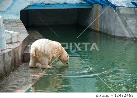 White bear 12432465
