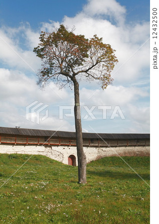 lonely tree symbol of life 12432500