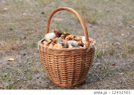 basket ful mushrooms 12432501