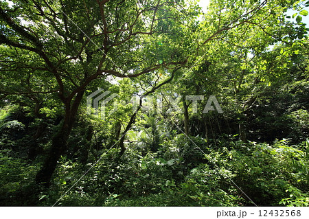 沖縄　ジャングル 12432568