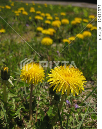 タンポポ 12432573