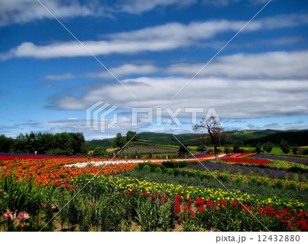 ぜるぶの丘（１） 12432880