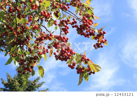空と果実5　エゾノコリンゴ 12433121