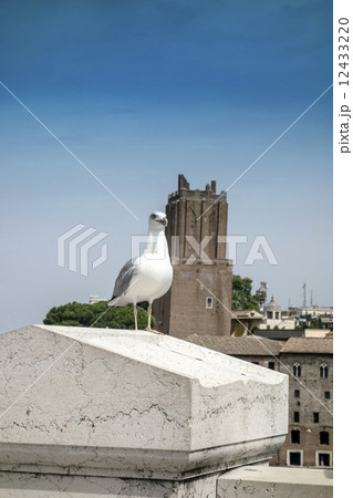 yellow legged-gull 12433220
