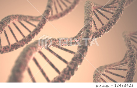 DNA Structure 12433423