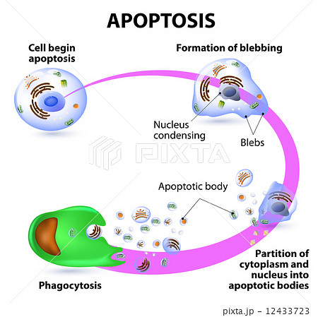apoptosisのイラスト素材 [12433723] Biology Diagrams