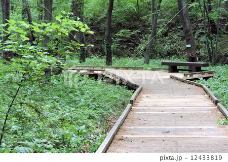 木道/小宮公園 木道/小宮公園 12433819