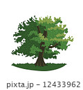 oak with green leaves and branches. 12433962
