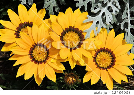 ガイラルディア/八王子 ガイラルディア/八王子 12434033