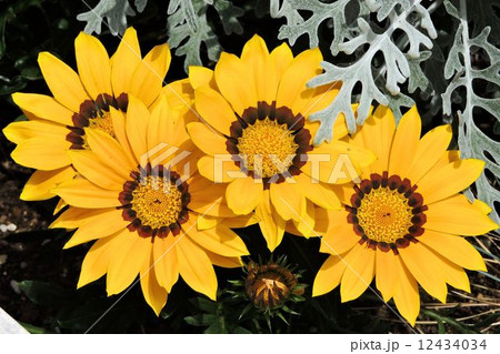 ガイラルディア／八王子 12434034