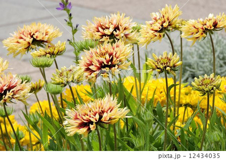 ガイラルディア/八王子 ガイラルディア/八王子 12434035