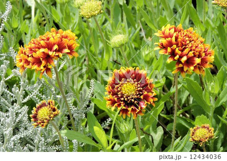 ガイラルディア／八王子 12434036