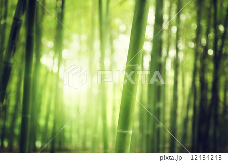 Bamboo Forest 12434243
