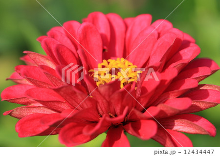 Zinnia flower,closeup of red Zinnia flower in full bloom,Youth-and-old-age flower  12434447