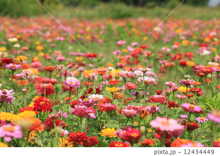 Zinnia flowers,yellow and red and pink Zinnia flowers blooming in the garden,Youth-and-old-age flowe 12434449