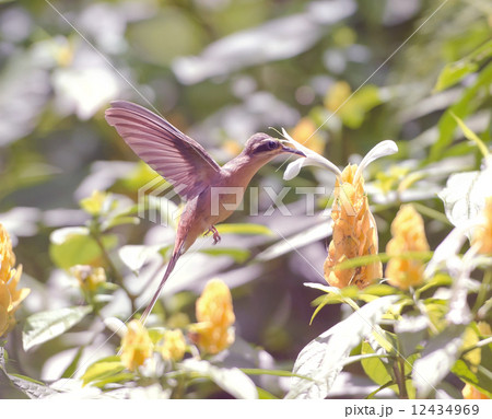 Hummingbird Wings Hummingbird Wings 12434969