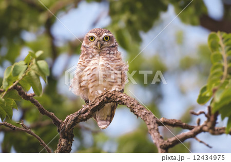 Owl Owl 12434975