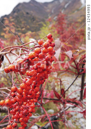 ナナカマド 12434993