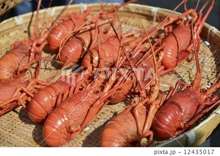 まる茹での伊勢海老 まる茹での伊勢海老 12435017
