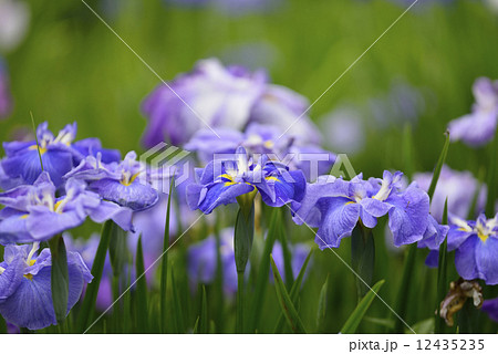 花菖蒲 12435235