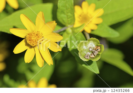 メランポジウム 花と種 メランポジウム 花と種 12435266