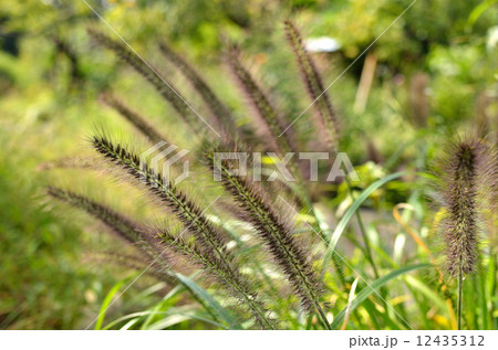 植物・チカラシバ イネ科 植物・チカラシバ イネ科 12435312