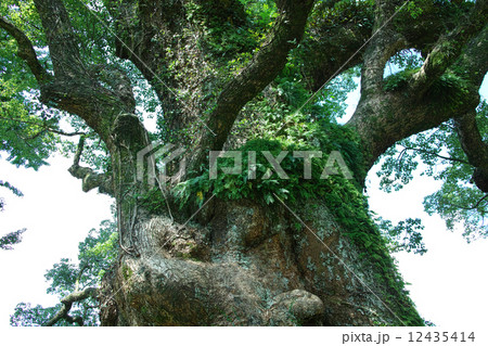 鹿児島県・蒲生の大楠の幹 12435414