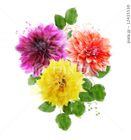 Watercolor Image Of Dahlia Flowersのイラスト素材