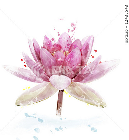 Watercolor Image Of Pink Waterlily Flower 12435543