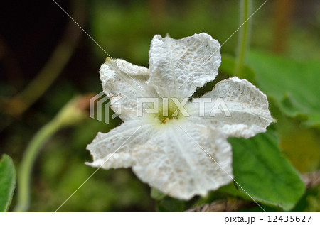 植物・ユウガオ　ウリ科 12435627